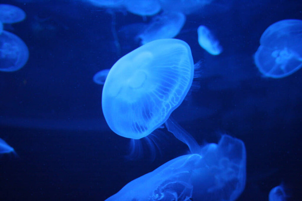 jellyfish sea underwater, sea life - Foto, Bild