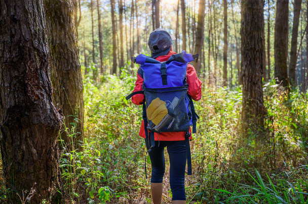 woman trekking walks to the deep of the forest jungle, explore the nature in holidays weekend - Valokuva, kuva