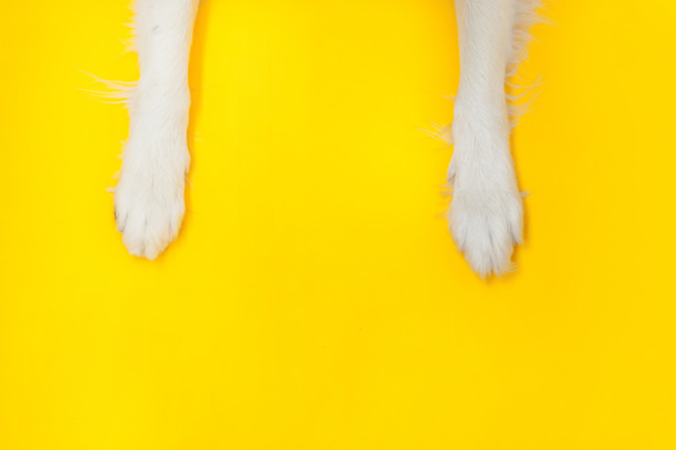 面白い子犬犬の国境のコリーの爪は黄色の背景に隔離されたアップを閉じます。ペットケアと動物の概念。犬の足の上からの眺め。テキスト用のフラットレイアウトコピースペース. - 写真・画像