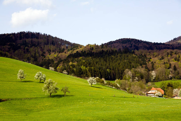 view of beautiful green meadow   - Fotoğraf, Görsel