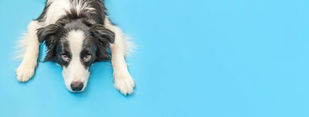 Lustiges Studioporträt des süßen lächelnden Hundewelpen Border Collie isoliert auf blauem Hintergrund. neues liebes Familienmitglied kleiner Hund starrt und wartet auf Belohnung. Haustierpflege und Tierkonzept - Foto, Bild