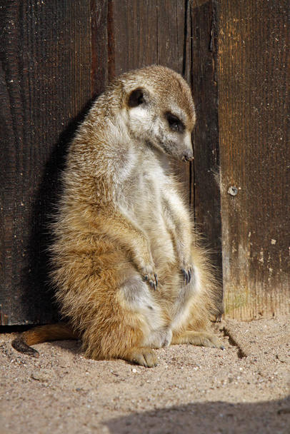 meerkat animal creature suricatta - Foto, immagini