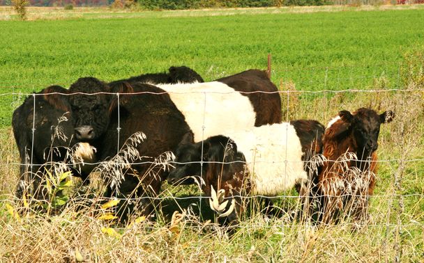 kuşaklı galloway inekler - Fotoğraf, Görsel