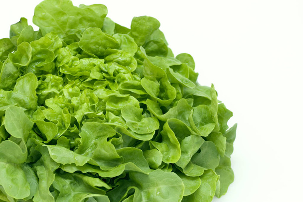 green oak leaf lettuce close-up - Valokuva, kuva