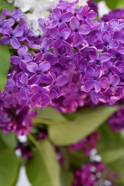 fresh purple lilac vertical close-up - Photo, image