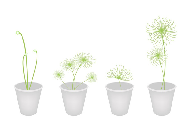 Conceitos, Decorar, Símbolo, Plantas em um vaso de flores
 - Vetor, Imagem