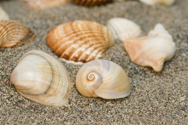 various sea shells souvenirs on beach - Фото, изображение