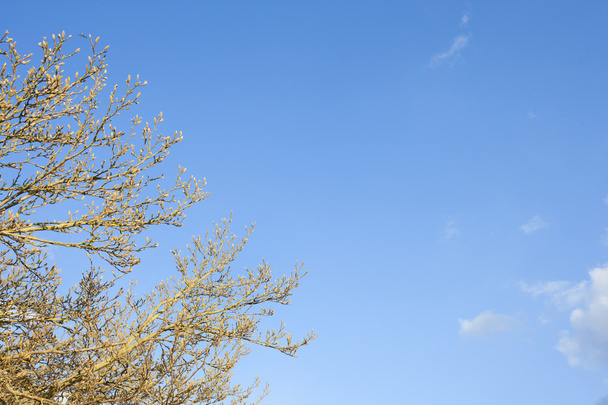 Tree in spring against blue sky in Winter - Photo, image