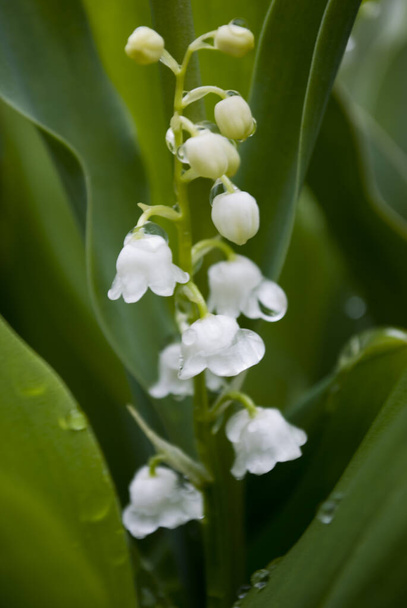 lilly of the valley flower in garden - Photo, Image