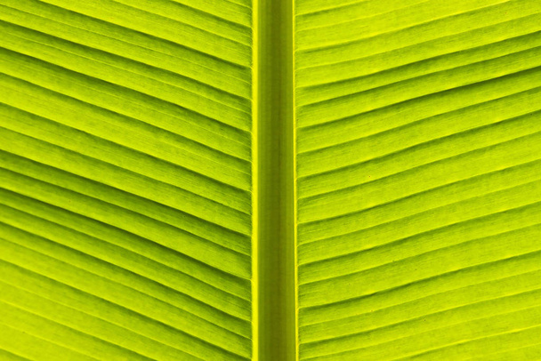 green leaf texture background - Фото, зображення