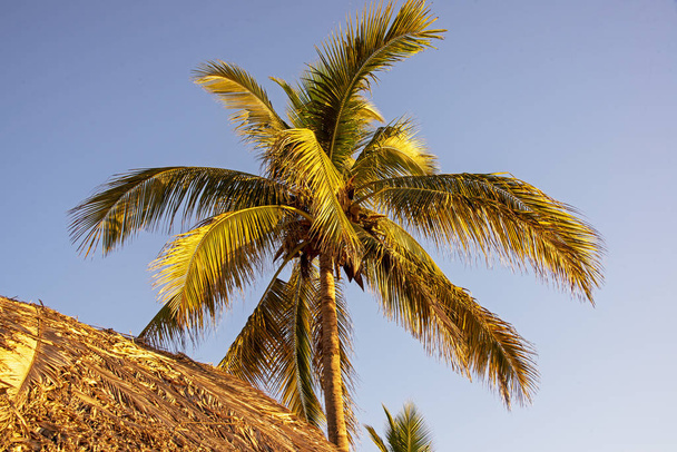  Palmier avec palapa au toit de chaume
 - Photo, image