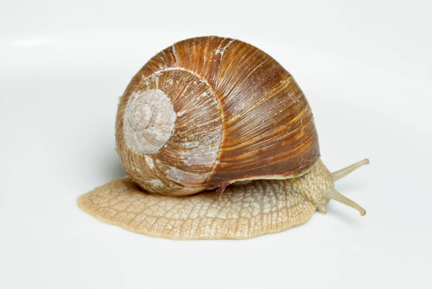 white wine snail (helix pomatia) - Zdjęcie, obraz