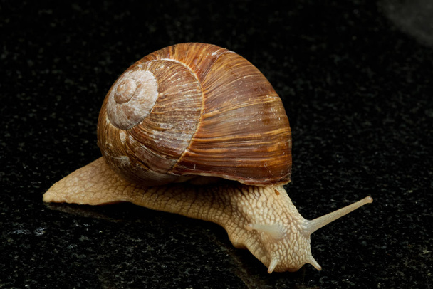 helix shell, snail mollusk  - Foto, imagen