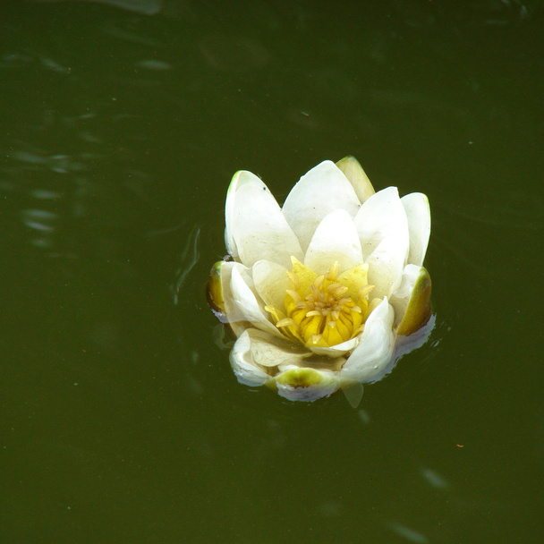 Lotus flower in the peaceful pond - Фото, изображение