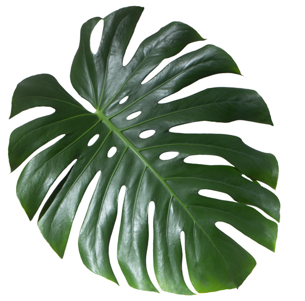 Monstera зеленый сочный свежий лист изолирован на белом фоне
 - Фото, изображение