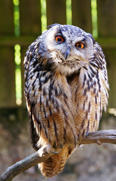 closeup view of eagle owl at wild nature - Zdjęcie, obraz