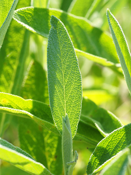 sage leaf closeup - salvia officinalis - Photo, image