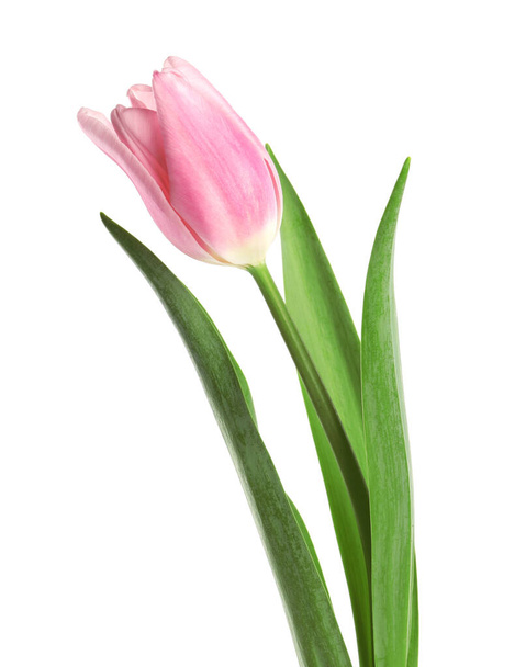 Beautiful pink spring tulip on white background - Photo, image