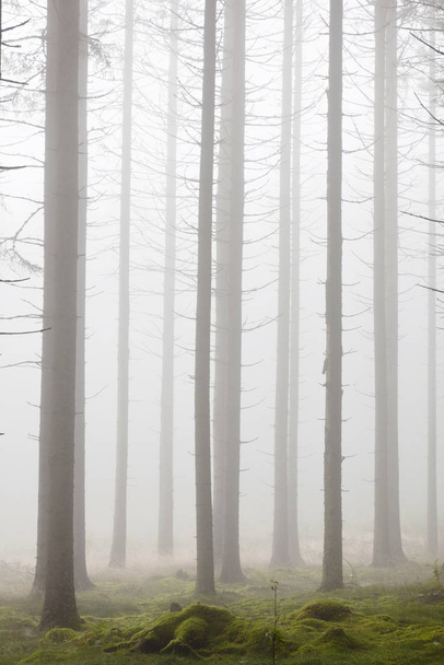 Spruce tree in the forest with morning mist - Foto, imagen