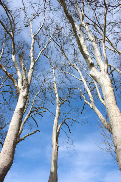 Trees cropped on nice blue sky in spring - Fotó, kép