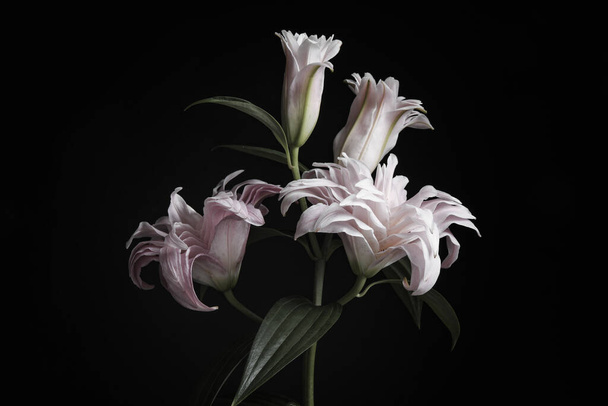 Beautiful fresh lily flowers on black background. Floral card design with dark vintage effect - Fotó, kép