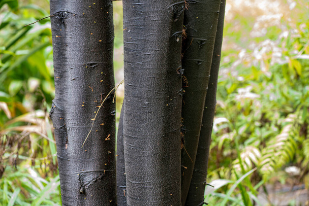 Japán fekete fenyő; Pinus jeffreyi, háttér és textúra - Fotó, kép
