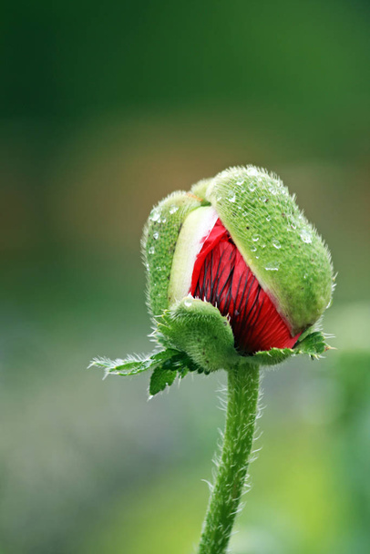 poppy opens to flower - Foto, Bild