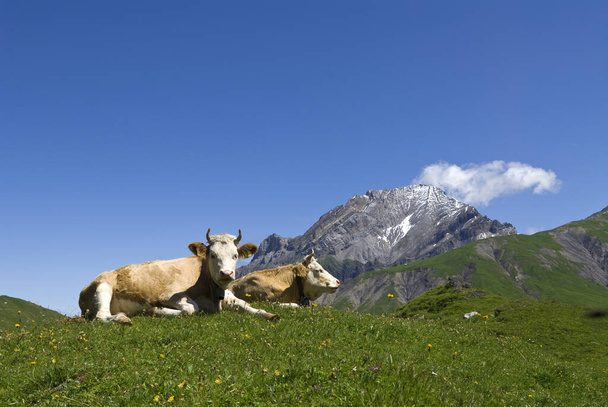 szarvasmarhák a réten engstligenalp felett adelboden - Fotó, kép