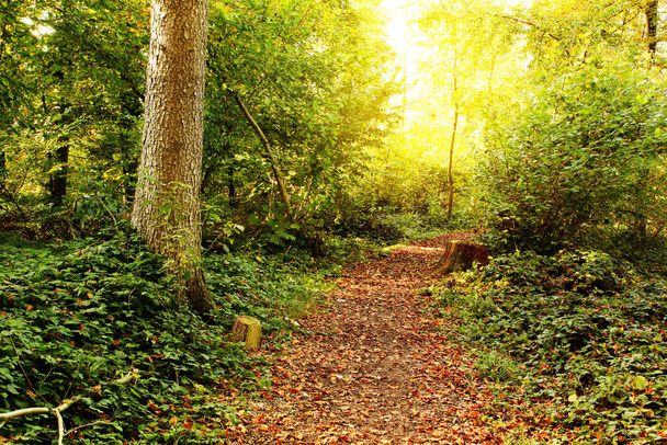 coucher d'automne dans une forêt aux rayons du soleil
 - Photo, image