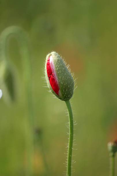 close-up view of beautiful wild poppy flowers - Photo, image
