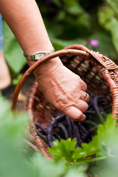 woman is harvesting beans in the garden - Fotografie, Obrázek