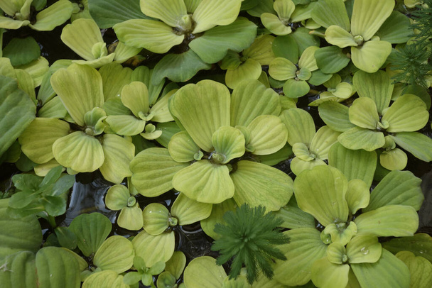 Green sálvia beautiful water plant - Photo, Image
