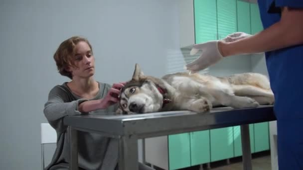Omistaja lemmikki koiransa makaa pöydällä, eläinlääkäri laittaa käsineet
 - Materiaali, video