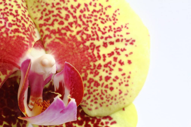orchid flower plant, flora - Фото, изображение