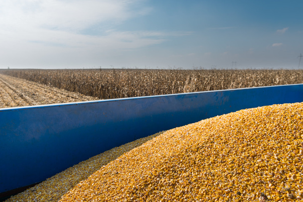 corn harvest - Фото, зображення