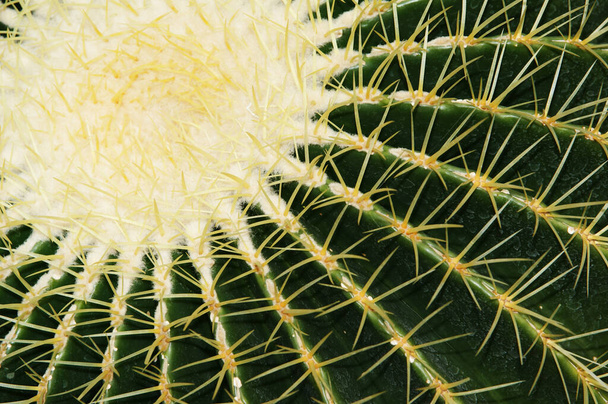tropical green plant, succulent cacti - Photo, Image