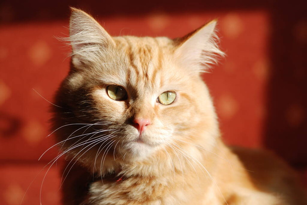 Portrait of a cute cat   - Foto, Bild