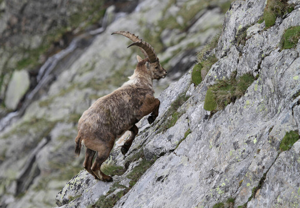 a goat in the mountains - Fotoğraf, Görsel