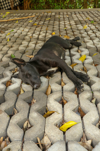 Joven perro negro acostado sobre hierba de hormigón elementos prefabricados
.  - Foto, imagen