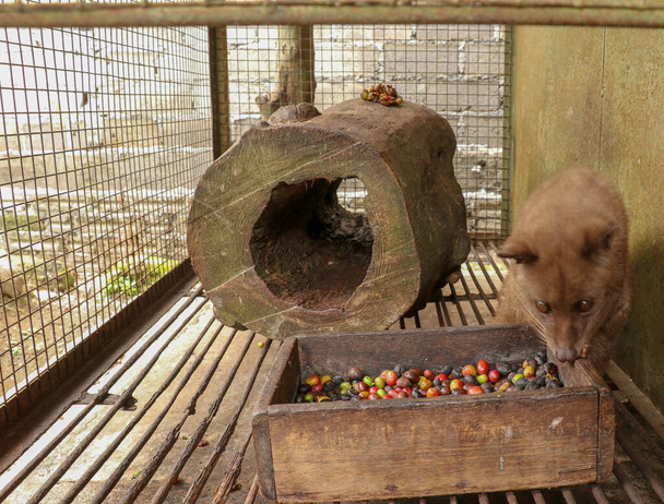 Kopi Luwak. Asian Palm Civet em gaiola com caixa de madeira de colorido
 - Foto, Imagem