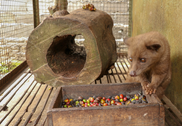 Kopi Luwak. Asian Palm Civet em gaiola com caixa de madeira de colorido
 - Foto, Imagem