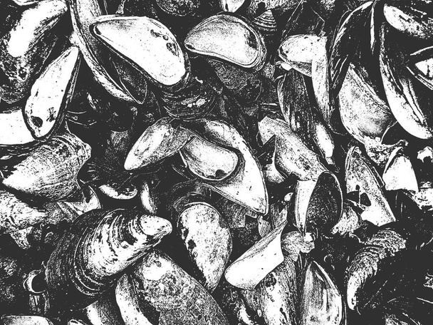 Distress old cracked concrete wit seashell vector texture. EPS8 illustration. Black and white grunge background. Stone, asphalt, plaster, marble. - Vector, Image