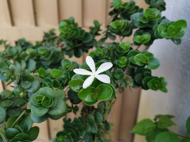 única flor de carsa macrocarpa branca
 - Foto, Imagem