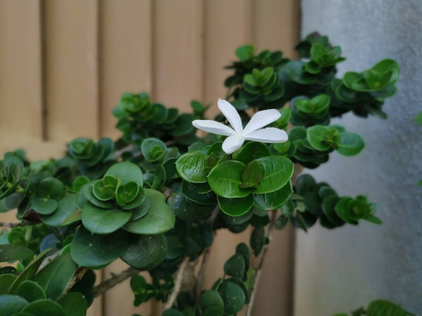 sola flor de carissa macrocarpa blanca
 - Foto, imagen