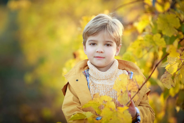 Portrait of a preschool boy playing near a tree with yellow leaves - Photo, Image