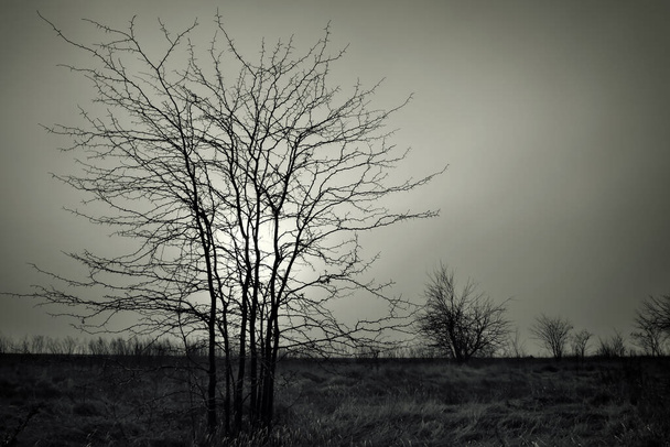 Lonely dead tree against dark cloudy sky. Abstract background - Photo, image