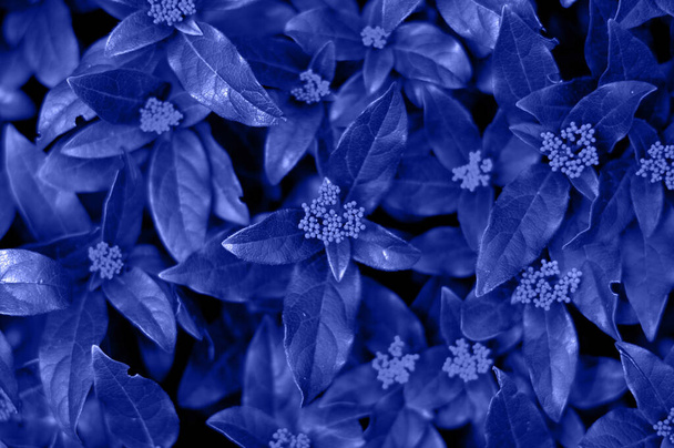  background, layout from the leaves. Nature concept. plant with Classic Blue Pantone color of the year 2020 - Foto, Imagen