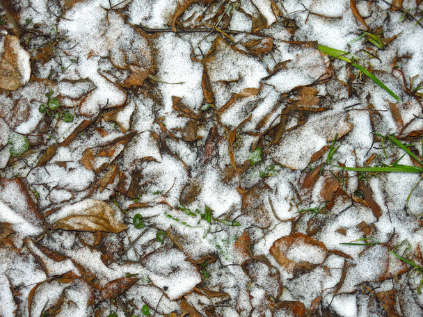foglie autunnali ed erba spolverata con la prima neve
 - Foto, immagini