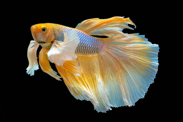 Pesce betta giallo, pesce combattente siamese, betta splendens (Halfm
 - Foto, immagini