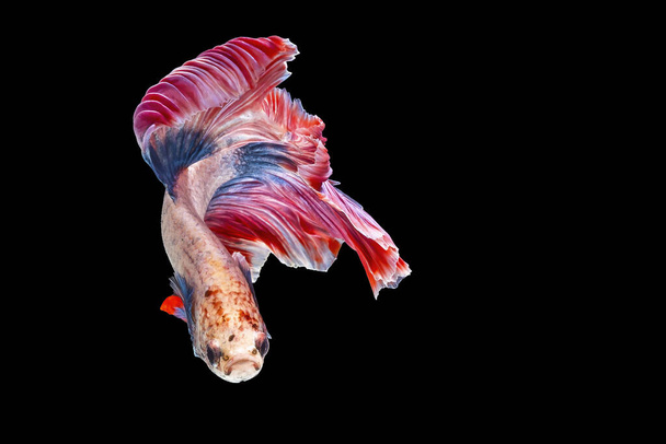 Розовая боевая рыба имеет синий и розовый цвет на хвостах, изолированных на черном фоне. Файл содержит путь обрезки
. - Фото, изображение